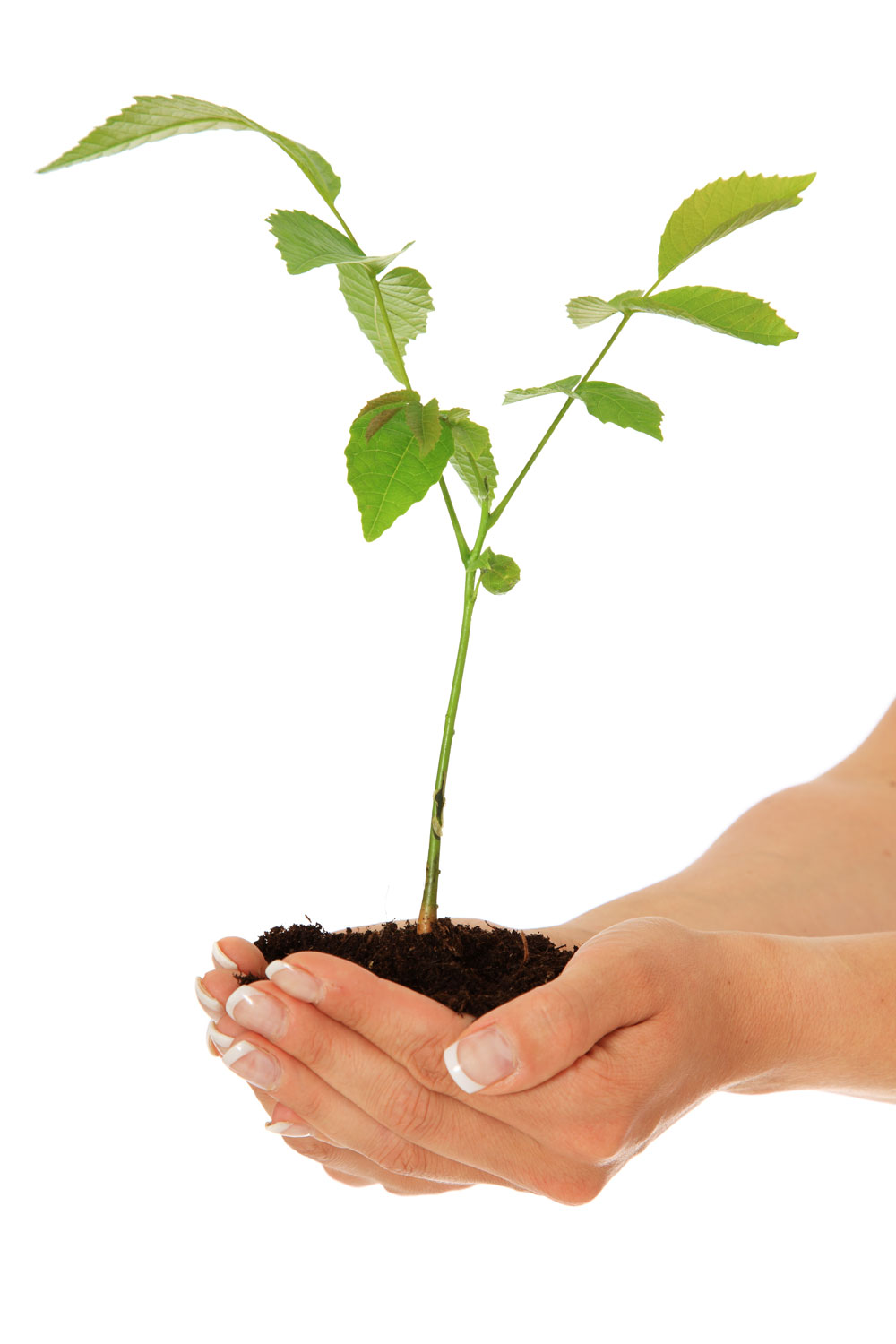 ROTERS Umwelt - Hand mit Pflanze