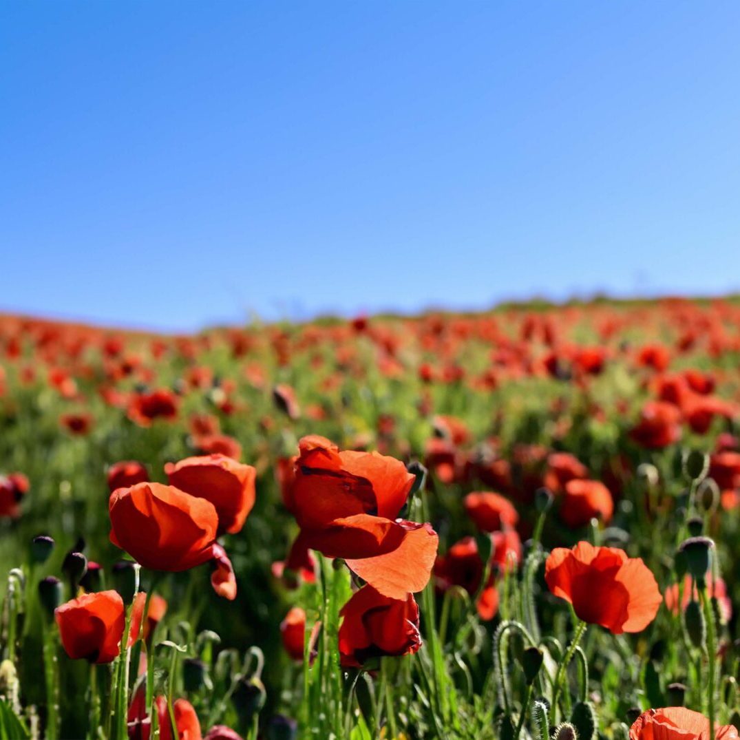 Unzählige Mohnblumen mit blauem Himmel