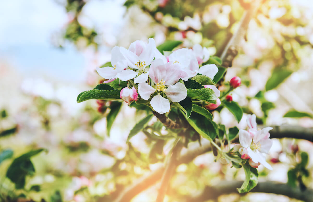 Apfelblüte in Tönisvorst: Wie Bäume die Luft reinigen